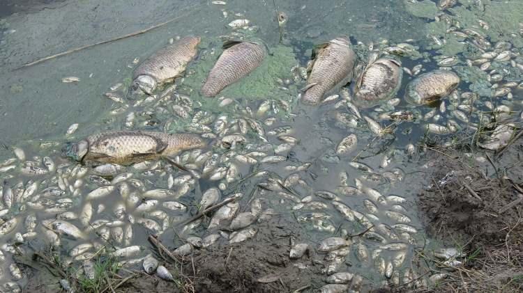 <p>Lüleburgaz'a bağlı Çengelli köyünde vatandaşlar hayvanların su içmek için kullandığı gölette toplu balık ölümlerinin yaşanması üzerine şikayette bulundu.</p>
