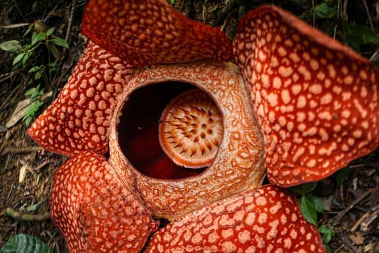 <p>Endonezya'nın Bengkulu kentinde bir evin bahçesinde ceset çiçeği olarak da bilinen "Rafflesia arnoldii" açtı.</p>

