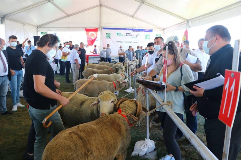 <p>Yarışmada jüri, koçların vücut uzunluğu, hayvanın yerden yüksekliği, but genişliği ile ırk özelliklerini en iyi taşıyan ve en bakımlı koç kriterlerine göre değerlendirme yaptı.</p>

<p> </p>
