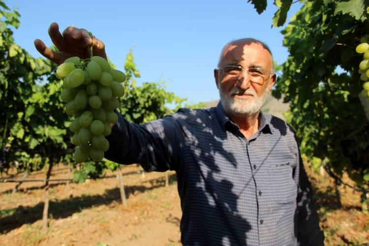 <p>Sivas’ta bir vatandaş denemek için ektiği fideyi çoğaltarak 40 dönümlük üzüm bağı oluşturdu.</p>
