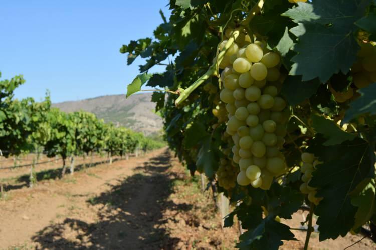 <p>Genel olarak Ege Bölgesinde daha fazla üretilen üzümün Sivas’ta da yetiştiğini gören vatandaşlar bu araziyi görünce dikkatlerinden kaçmıyor.</p>
