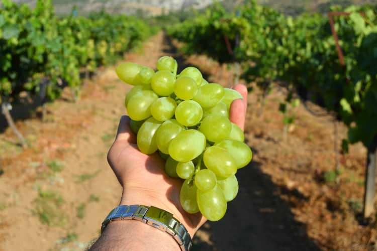 <p>Bizim en meşhur şeyimiz domates üzümü ben ekstradan yaptım denemek için başardım.</p>