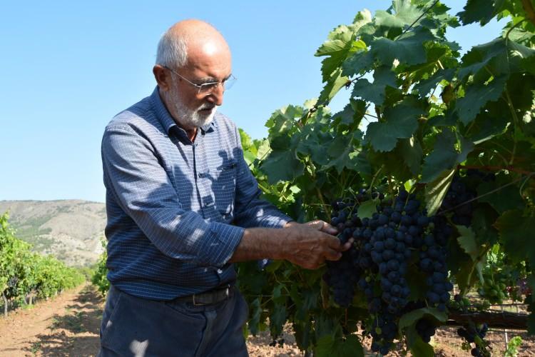 <p>'Burada bu kadar üzüm nasıl yetişmiş' diye şaşıranlar var” dedi.</p>