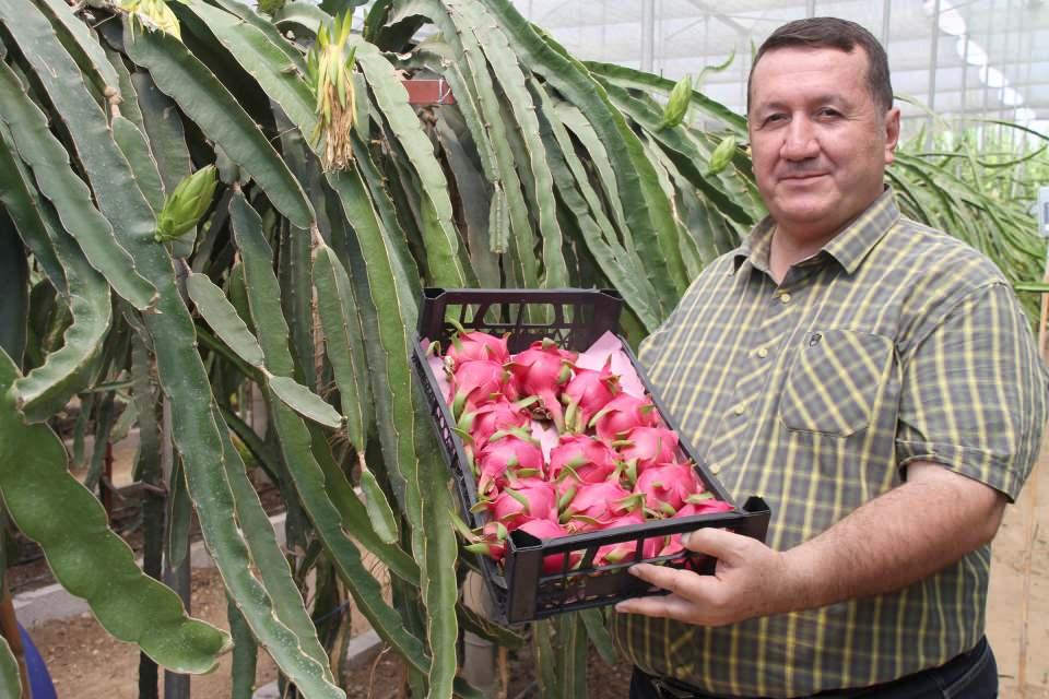 <p>Domates ve diğer sebzelere oranla kazancı çok olan ejder meyvesi, üreticilerin gözdesi olmaya devam ediyor. Bakımı kolay ve masrafı az olan ejder meyvesinin bölgemizde daha çok yetiştirilmesi için çiftçilerimize yardımcı oluyoruz" diye konuştu.</p>

<p> </p>

<p> </p>
