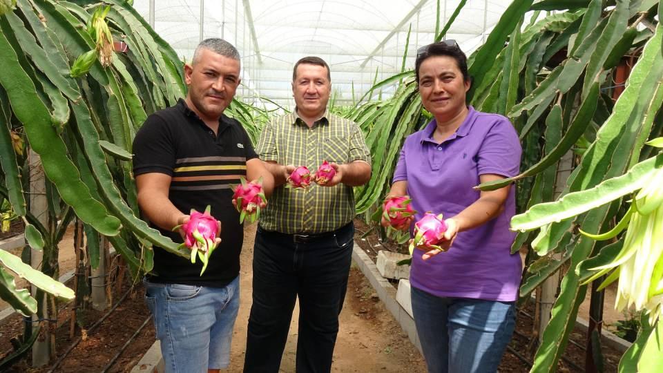 <p>Mersin bölgesinde şu anda yaklaşık 130 dekarlık alanda üretim yapılıyor. Bu üretim miktarı gelecek yıllarda da daha da artacaktır. İlaçsız sadece doğal olarak yetiştirilen ve özellikle diyabet hastalarının çok tükettiği ejder meyvesi, vitamin ve mineral bakımından da çok zengin bir meyve. </p>
