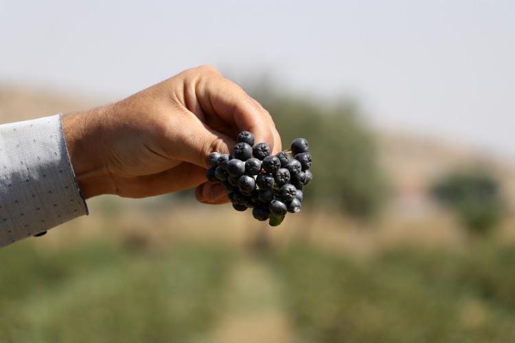 <p>Aynı zamanda bunun sirkesini, reçelini de üretiyoruz. Dondurulmuş olarak da satıyoruz. Altıncı yılımızda bu sene bitki başına verimimiz 4 kilo civarında. Toplamda 5 ton meyve çıkacak."<br />
Türkiye'de meyvenin yeni yeni tanınmaya başladığını dile getiren Tosun, Avrupa ülkelerinde, ABD'de, Rusya'da ve Balkan ülkelerinde çok ciddi miktarda yetiştirilerek tüketildiğini anlattı. Meyvenin insan sağlına olumlu etkilerini anımsatan Tosun, şöyle devam etti:<br />
</p>