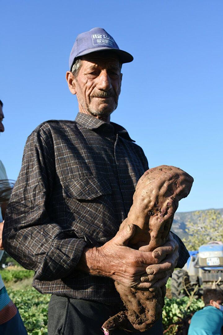 <p>Ekim alanı artıyor Muğla Tarım ve Orman Müdürü Barış Saylak, AA muhabirine, tarımsal üretimi çeşitlendirerek çiftçi gelirlerinin artmasını sağlamak amacıyla çalışma yürüttüklerini söyledi. </p>
<p> </p>
<p>Birkaç yıldır deneme ekimlerinin yapıldığı patatesin Muğla topraklarını sevdiğini ve yüksem verim verdiğini belirten Saylak, "Bu yıl 8 ilçede 10 bin fidenin 10 dekar alanda dikimi yapıldı. Eylülde hasat başladı, dekardan yaklaşık 6 ton ürün bekleniyor. Ekmeği, tatlısı, yemek çeşitleri yapılan tatlı patates yumrusunun yaprakları da ıspanak gibi tüketilebilen çok besleyici bir sebze olarak değerlendiriliyor." diye konuştu.</p>
<p> </p>
<p>Saylak, gelecek yıl üreticilerden alınan fidelerle daha geniş alanda patates ekiminin yapılacağını dile getirdi.</p>