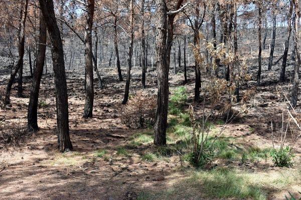 <p>İlçenin 34 kilometre kırsalında yangından en çok etkilenen Osmaniye-Bayır mahalleleri arasında, yanan alanlarda kısmen zarar gören kızılçam ağaçlarının dibinde ve çevresindeki filizlenmeler dikkat çekti.</p>
