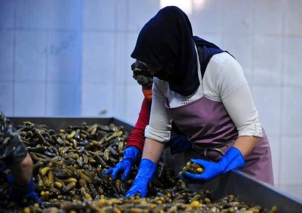 <p>Köyümüzün geçim kaynağı turşu olduğu için burası dünyaca ünlü bir yer. Mayıs, haziran ve temmuz aylarında buraya çok sayıda insan gelir. Bizlere yardımcı olurlar. Hep beraber turşumuzu yapar gereken yerlere göndeririz.</p>