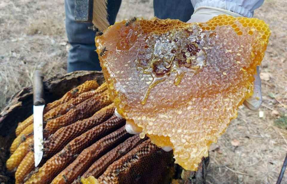 <p>Boz, Edirne Halk Eğitim Merkezinde arıcılık kursuna katılan gençlere de bu konuda eğitmenlik yaptığını sözlerine ekledi.</p>
