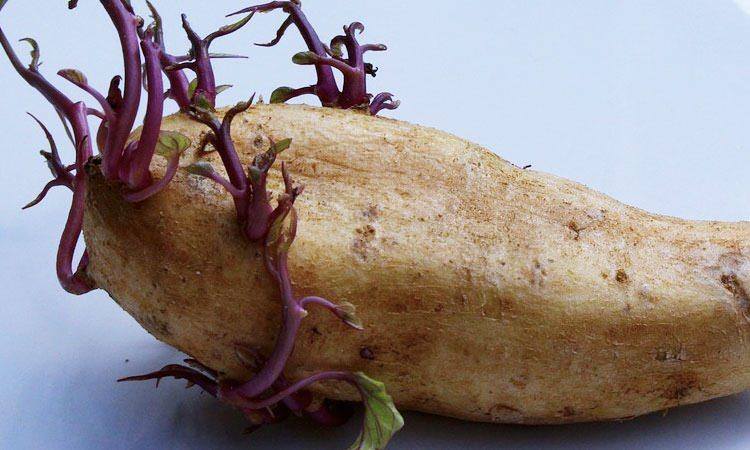 <p><strong>Kızartılmış patatesde toksit maddelerde artış görülür. Bu da karaciğerdeki yağ oranının artmasına neden olur. Karaciğer yağlandıkça cilt sorunları riski de artar. </strong></p>
