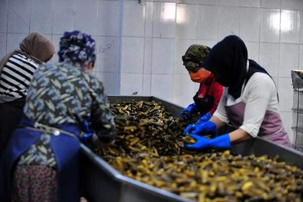 <p>Sabah 8'de başlarız, akşam 11'e kadar çalışmaya devam ederiz. Bu yaklaşık 4 ay sürüyor. Turşu sezonu bittikten sonra herkes kendi turşusunu çıkarıp satmaya başlıyor. </p>
