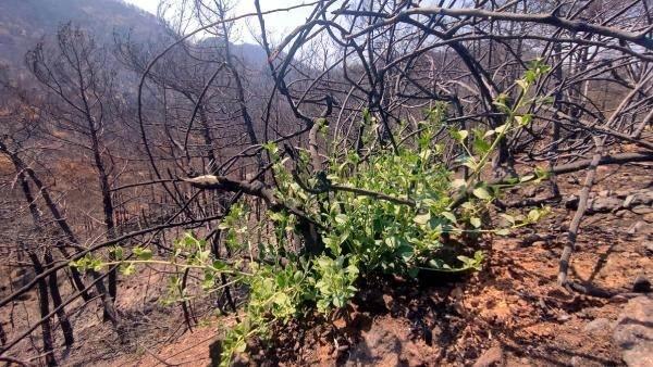 <p>Doğa yeniden fışkırmaya başladı. Kısa sürede Marmaris'in eski yeşilliğine kavuşacağına inanıyorum" dedi.</p>

