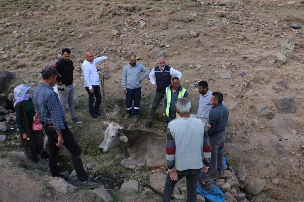 <p>Diyadin'e 35 kilometre uzaklıkttaki Karataş köyünde, Ali Koç'a ait inek, uçuruma yuvarlandı.</p>
