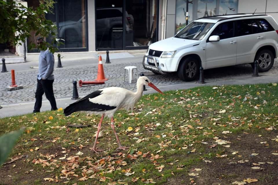 <p><strong>'O ARTIK BİZİM BİR SAKİNİMİZ'</strong></p>

<p>Çarşıda çay ocağı işleten Ahmet Didman da  "Geçen hafta pazartesi günü iş yerime geldiğimde baktım yürüyordu, balık verdim ona erkenden. Gitti zannettim onu ertesi gün bir baktım gene burada esnaf besliyor. Balık çok seviyor, hamsi, sardalya yiyor bir de solucan yiyordu. </p>
