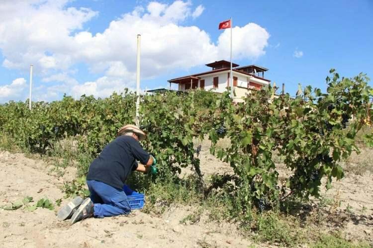 <p>Koyu mor renkli Merzifon karasının ana vatanına dönüş hikayesini anlatan evli ve 2 çocuk babası Erikçi, “İtalyanlar ‘Merzifon’ diyememişler. Adını ‘Marzemıno’ koymuşlar. İstedim ama vermediler. Öyle yaptım, böyle yaptım. Adamını bulup arkadaşlık kurarak bu üzümün fidelerini oradan getirip bahçeme diktim. Hakiki Merzifon karası bendedir” dedi.</p>
<p> </p>
