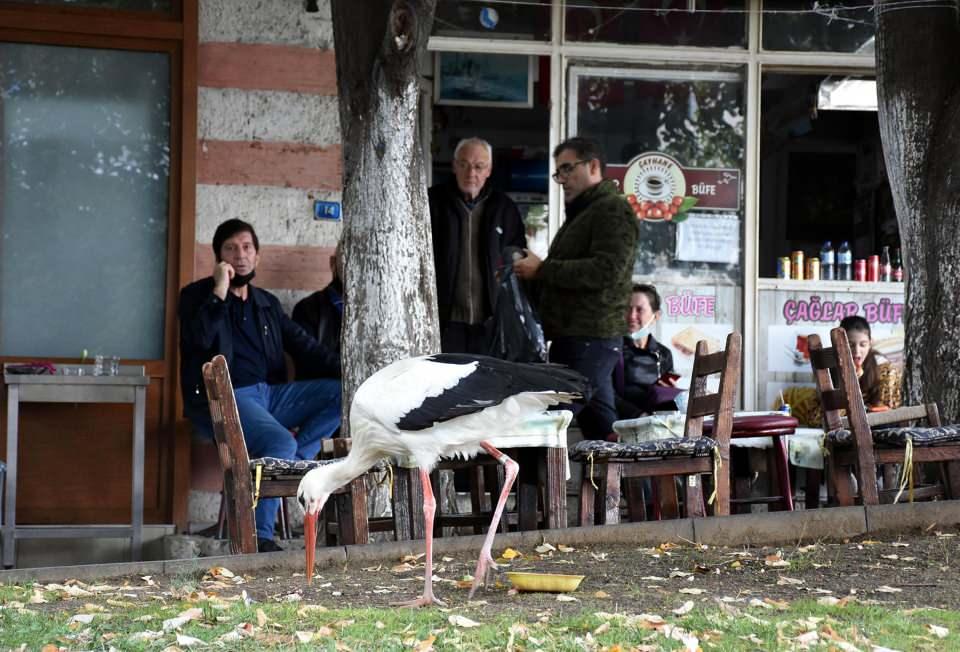 <div>Her gün aralarında para toplayıp leyleği besleyen esnaf, hayvanın artık çarşının maskotu olduğunu söyledi. Esnaf Mahmut Didman, "Leylek bir haftadır ayrılmıyor. Her gün besleniyor. Balık daha çok sardalya ve hamsi türlerini seviyor, bir de solucan yiyor. Halk onu çok seviyor herkes resim çektiriyor" dedi. </div>
<div> </div>
<div> </div>