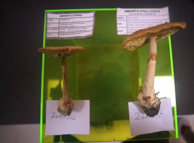 <p><strong>"Köygöçüren mantarı çok tehlikeli"</strong></p>
<p>Kaya, köygöçürenin (amanita phalloides) zehirli mantarlar arasında en tehlikeli tür olduğuna işaret ederek, Türkiye'de çok yaygın yetiştiğini, özellikle sonbaharda sıcaklıklara bağlı olarak aralık ayında da kendini gösterebildiğini aktardı.</p>