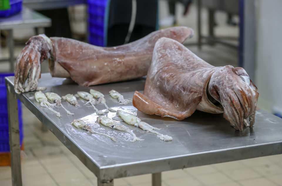 <p>Diamond Squid diye de geçiyor. Akdeniz'de görülüyor. İzmir'de biz de buna rastlamadık. Denizlerimizde görülmeye başlanan yeni türlerin balıkçılığa etkisi şu an için tehlikeli boyutta değil. </p>