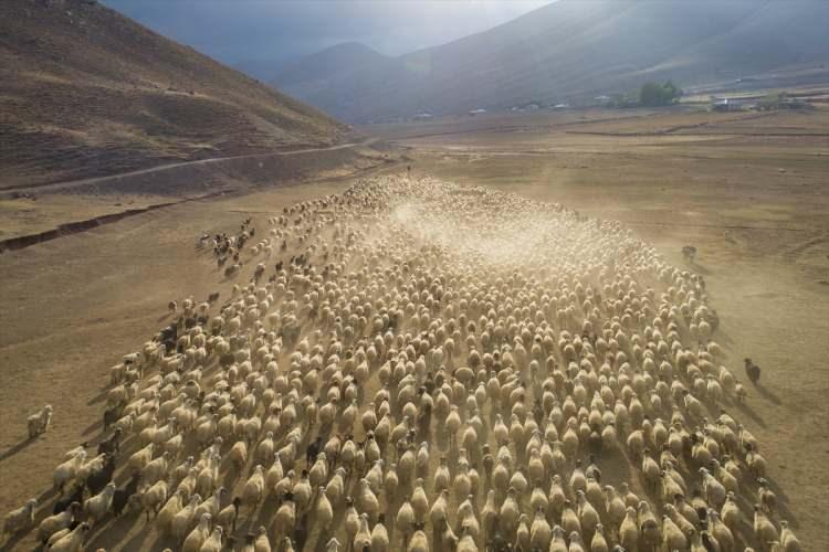 <p>Yaz aylarında Van'ın Çatak ilçesi yaylalarına çıkarılan sürüler, havaların soğumaya başlamasıyla çobanlar tarafından yerleşim yerleri yakınlarındaki arazilere getirilmeye başladı.</p>

<p> </p>
