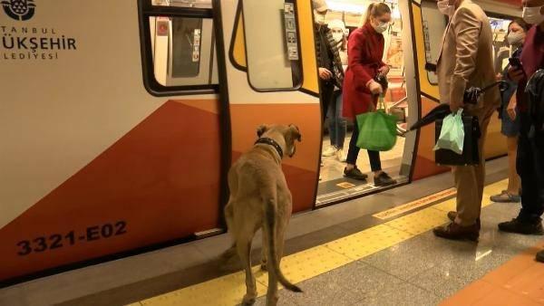 <p>Boji tüm yolculuk kurallarına vakıf, inen yolculara yol veriyor, bekleyip tren içine geçiyor sakin bir şekilde içeri geçip kendisine bir yer buluyor, metroyu kaçırdığı zaman ise metronun peşinden koşuyor. Boji yolcular tarafından da çok seviliyor.</p>
