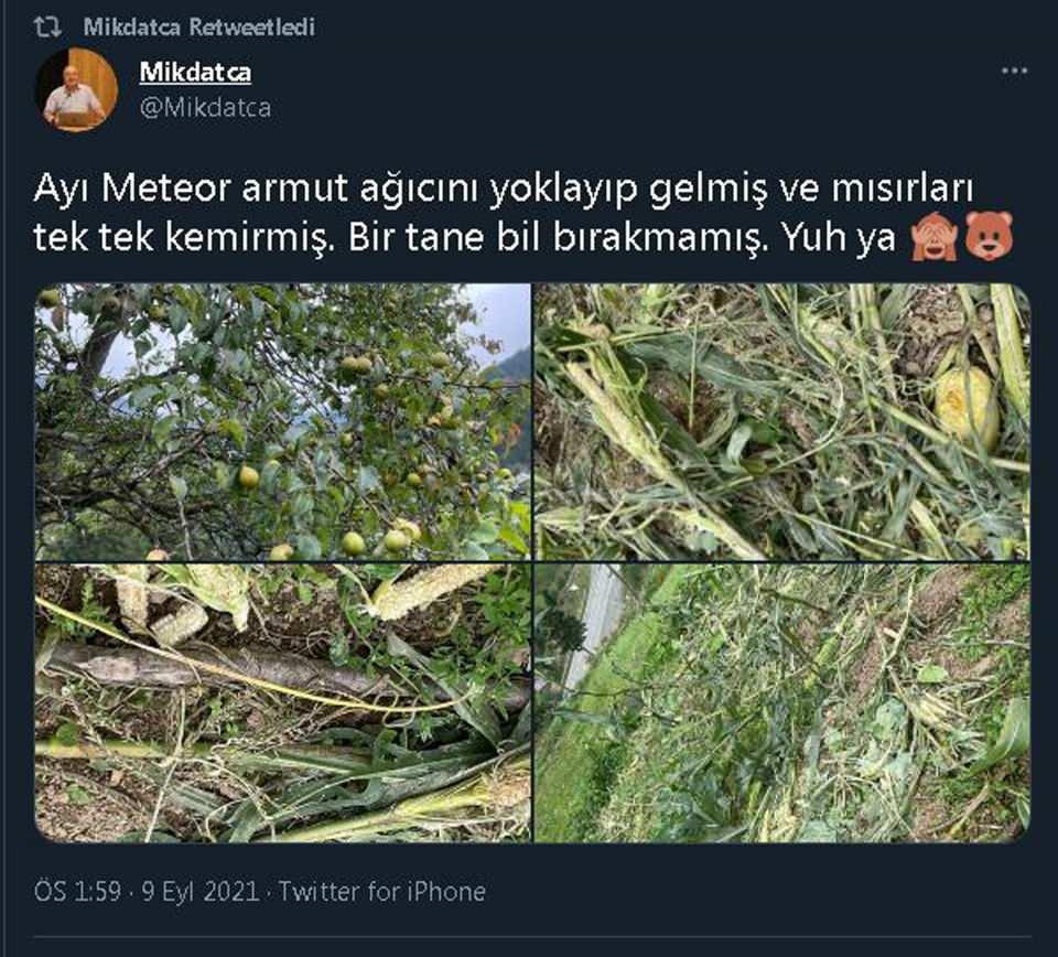 <p>Millette şu var; Karadeniz’i bilmeyenler ‘Ayının yerinde ne işin var, ayının tarlası’ diyor. Ayı mısır mı ekiyor? Nereden öğrenmiş ayı mısır yemeyi bilemiyorum. Mısır, fasulye, patates ormanda olmayan şeyler. Ekmiyor ama yiyor. Ayının çok adamı olduğunu gördüm, her yerde adamı var. Karadeniz’i, bu dağları bilmeyenler bütün Karadeniz’i boşaltmamızı istiyor. ‘Çekilin, çıkın oralardan’ diyor. </p>
