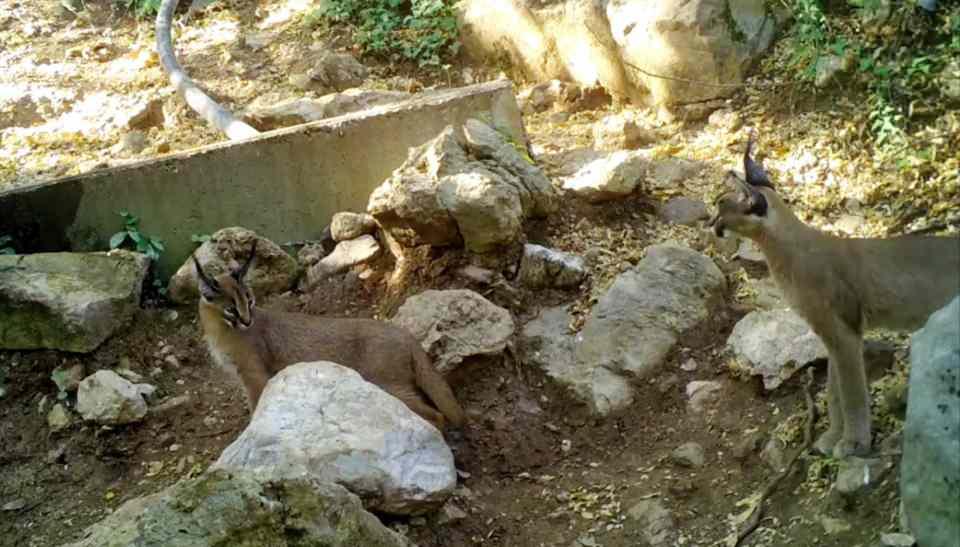 <p>Nesli tehlike altındaki yabani kedi türlerinden, 'ormanın hayalet kedisi' olarak bilinen karakulak (caracal caracal), Antalya'da 3 bireyden oluşan aile olarak görüntülendi. </p>

<p> </p>
