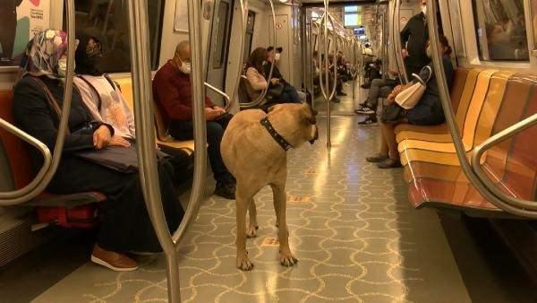 <p>İstanbul'da bir çok toplu ulaşım aracında dolaşmasıyla ünlenen köpeğe mikroçip takıldı. </p>

