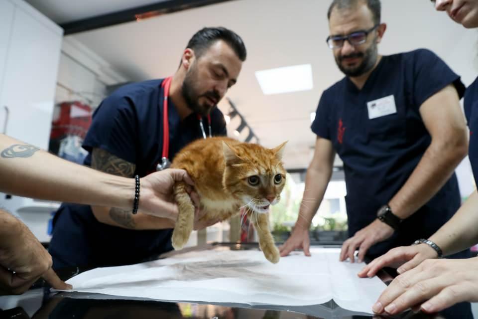 <p>Kuşadası'nda yaşayan Mert Gündoğan'a ait 3 yaşındaki Pika isimli kedi, 5 ay önce aniden rahatsızlanınca, sahibi tarafından İzmir'deki bir veteriner polikliniğine getirildi.</p>

<p> </p>
