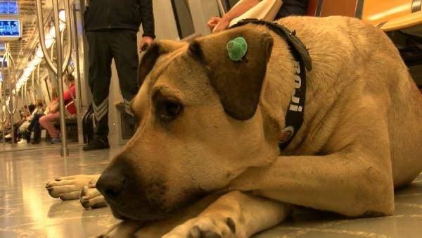 <p>Kangal çoban kırması olan Boji, ismini demiryolu terminolojisinden alıyor. Bojinin görevi metro ve metrobüslerde tekerleklerin hareketini sağlamak ama köpek her seferinde boji alanında uyuduğu için kendisine Boji adı verildi.</p>
