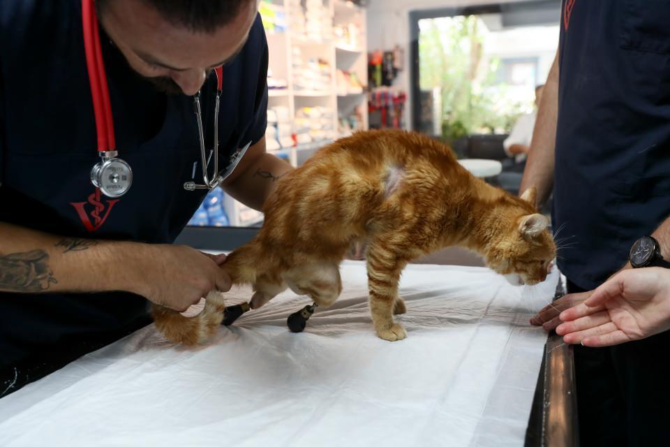 <p>Kedi Pika, geçirdiği ameliyatlar ve takılan özel protezle ilk adımlarını attı.</p>
<p>Uzman veteriner hekim Hasan Sarı, AA muhabirine, Pika'yı iyileştirip yeniden yürütebilmek için çok mücadele verdiklerini belirtti.</p>
<p> </p>