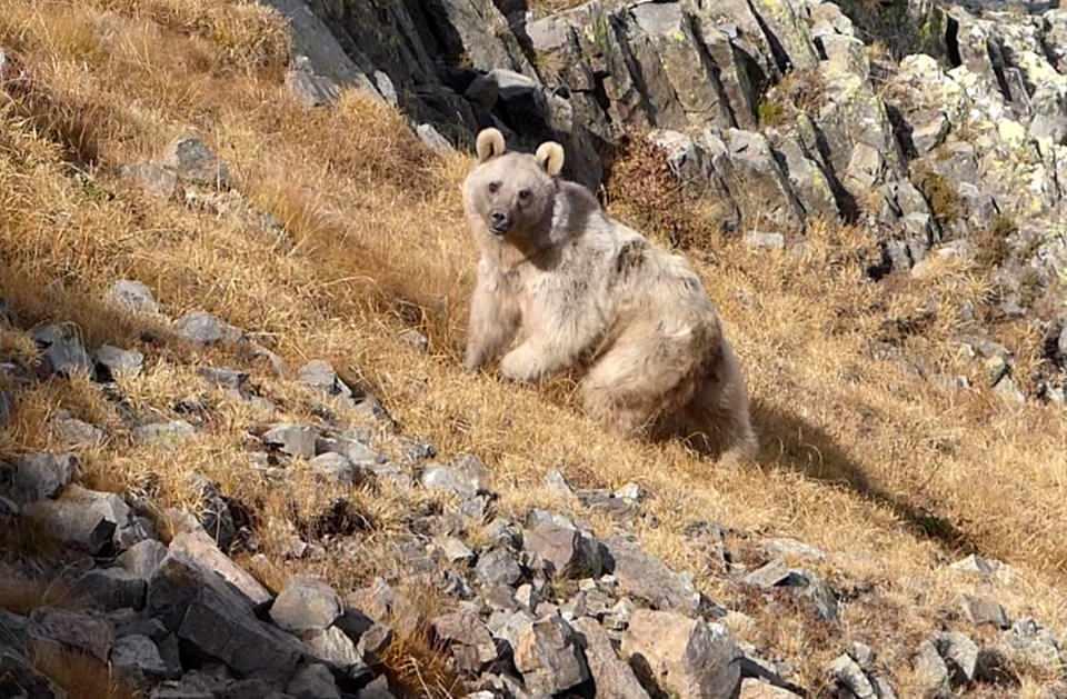 <p>Ayı çok değişik bir hayvan. Şuraya bakın, insan olsa 2 bacaklı ayılar koparır ama bu hepsini silindir gibi yerle bir dümdüz ediyor. Tek tek de onları kemiriyor insan gibi. Çok değişik bir hayvan.</p>