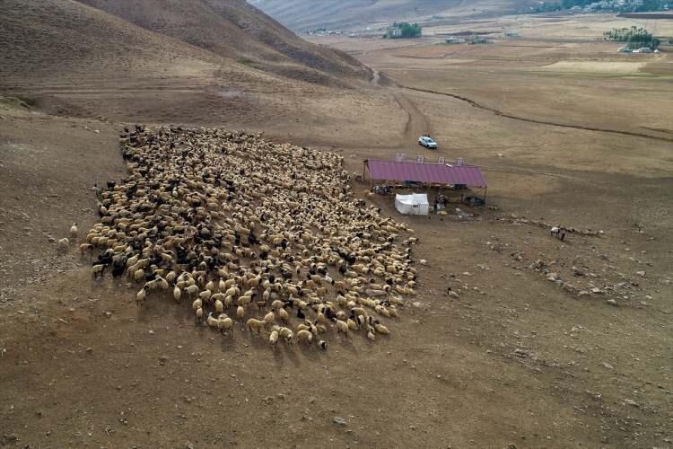 <p>Gün içinde doğada otlatılan binlerce koyun, belirli noktalarda dinlendirilip, sağım işleminden geçiriliyor.</p>

<p> </p>
