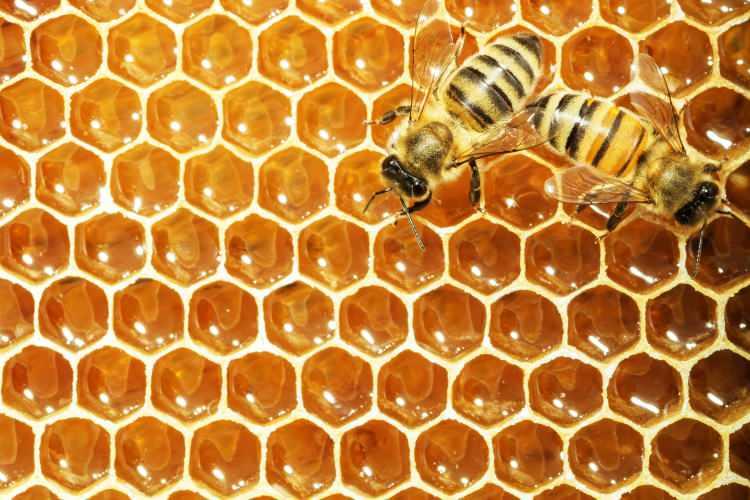 <p><strong>Yaklaşık iki yıldır üzerinde yapılan çalışmalarda arıların ürettiği beisnlerin kemoterapi gibi uygulamaların bu olumsuz yönlerini azaltığına dair çalışmalar ortaya konuldu. </strong></p>

<p> </p>

<p><strong>ARILARIN ÜRETTİĞİ BESİNLER NELERDİR?</strong><br />
 </p>

<p><strong>Bal, arı ekmeği (perga), arı sütü, petek, propolis gibi besinler arılar tarafından üretilir. Kiminin üretimi ise artık uzmanlar kontrolünde gerçekleşir. Özellikle arı sütü, arı ekmeği ve propolis besinler bunlar arasında en önemlisidir. Çoğu ilaçtan daha güçlü vitamin içerir.</strong></p>

