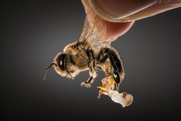 <p><strong>Doğada birden fazla faydalı besin üreten nadir hayvanlardan biri olan arının ürettiği her şey neredeyse hastalıklara doğal ilaç olarak kullanılıyor. Yüzyıllardır bilimsel araştırmalar yapılan arı besinlerinin insan sağlığına olan olumlu etkileri ortaya konuldu. En önemlisi ise kanser hastalıklarında kemoterapi görenler için oldu. Arı besinlerinin kemoterapinin olumsuz etkilerini azalttığı tespit edildi. Arıların ürettiği besinlerin faydaları nelerdir? </strong></p>
