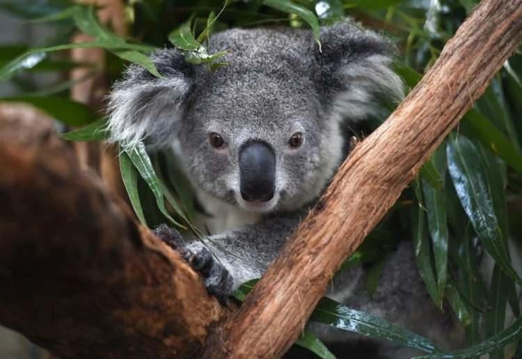 <p>Avustralya koala nüfusunun yüzde 30’unu kuraklık, yangın ve ağaçların kesilmesi nedeniyle son üç yılda kaybetti. Avustralya Koala Vakfı, hükümeti hayvanların yaşam alanlarının korunması konusunda harekete geçmeye çağırdı.</p>

<p> </p>

