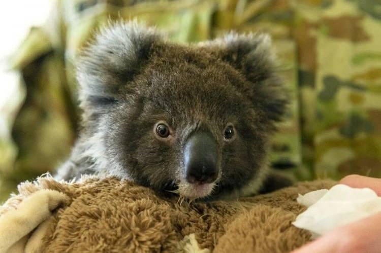 <p>Kar amacı gütmeyen bağımsız bir grup olan Avustralya Koala Vakfı, ülkedeki koala nüfusunun New South Wales eyaletindeki yüzde 41’e kadar olan azalmanın ardından 58 binden daha aza indiğini açıkladı.</p>
