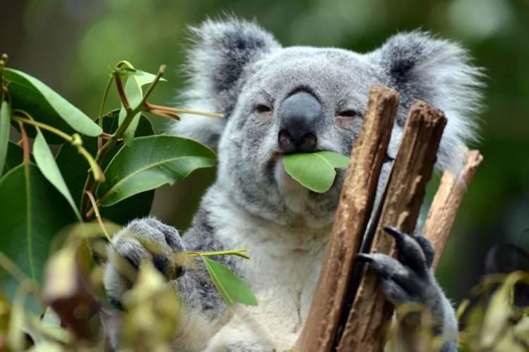 <p>Koala nüfusunun 2018'de ise yaklaşık 80 bin olduğu biliniyor.</p>

<p> </p>
