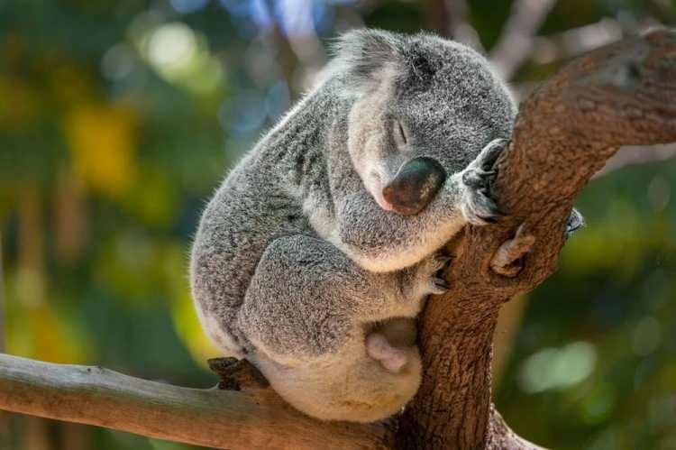 <p><strong>HAREKETE GEÇMEK ŞART</strong></p>

<p>Vakfın başkanı Deborah Tabart koala koruma kanununa ihtiyaç olduğunu belirtirken, "Azalma çok ciddi boyutta. Harekete geçmenin mecburi olduğunu düşünüyorum. Kulağa bitmeyecek bir yıkım ve yokoluş gibi geldiğini biliyorum ama bu veriler doğru. Muhtemelen daha bile kötü" diye konuştu.</p>
