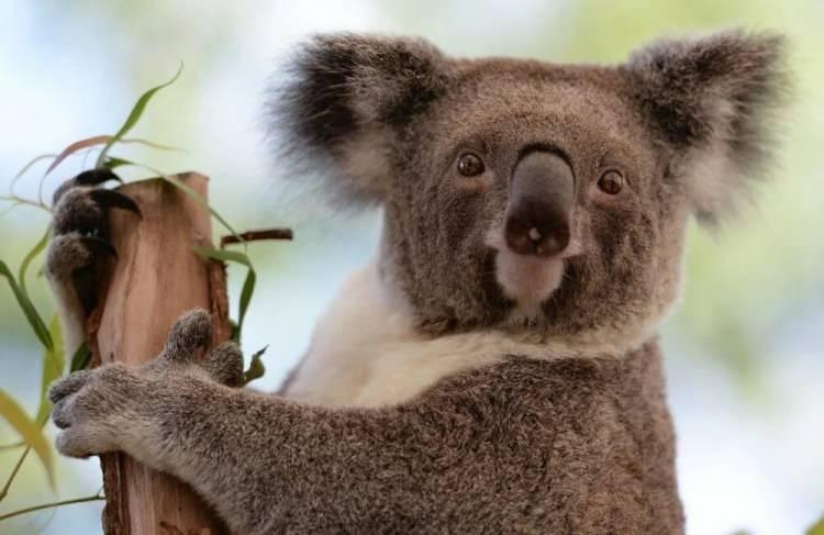 <p><strong>OKALİPTÜSLER YOK OLURSA AÇ KALACAKLAR</strong></p>

<p>New South Wales’teki koala nüfusundaki azalma daha çok bölgede yaşanan kuraklık ve 2019 ve 2020’deki yangınlardan dolayı gerçekleşti. </p>
