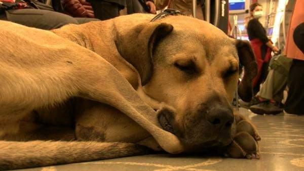 <p>Toplu ulaşım araçlarıyla İstanbul'u turlayan ve sosyal medyada gündem olan Boji'ye mikroçip takıldı. Geçtiğimiz ay birçok kişi Boji'nin farklı zamanlara ait olarak vapur, metrobüs ve tramvayda yolculuk yaparken fotoğraflarını paylaşmıştı.</p>
