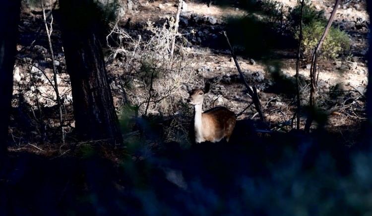 <p>D&uuml;nyada genetiği bozulmamış olarak tek saf ırkın T&uuml;rkiye&rsquo;de bulunduğu alageyikler, doğal alanlarda korumaya alınarak &ccedil;oğalmaları sağlanıyor.</p>

