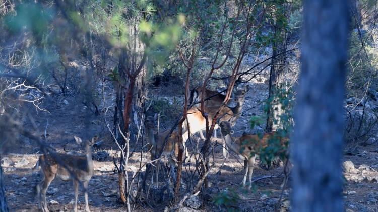 <p>Doğa Koruma ve Milli Parklar 6. B&ouml;lge M&uuml;d&uuml;rl&uuml;ğ&uuml;ne bağlı D&uuml;zler&ccedil;amı Yaban Hayatı Geliştirme sahasında, ekim ayının yaklaşmasıyla birlikte &ccedil;iftleşme d&ouml;nemi başladı.</p>
