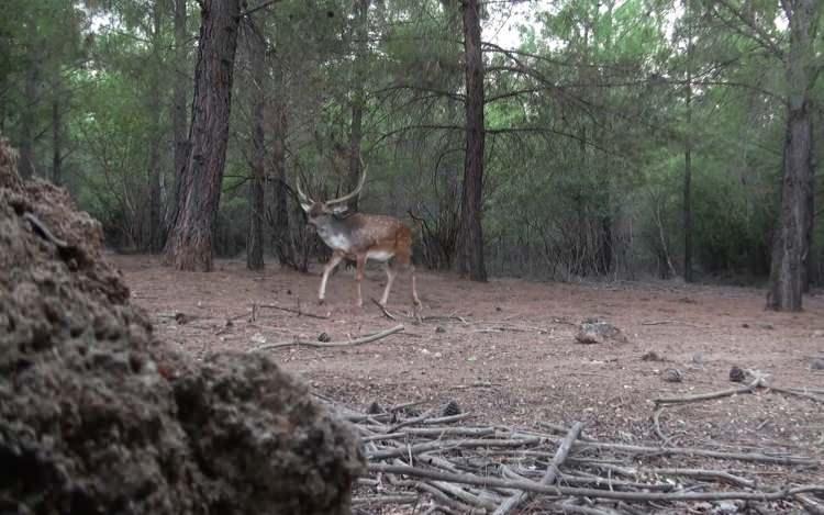 <p>Genellikle s&uuml;r&uuml; halinde yaşayan alageyiklerde &ccedil;iftleşme d&ouml;nemi sonbahar mevsiminde eyl&uuml;l ayı sonu ile ekim aylarında ger&ccedil;ekleşiyor.</p>
