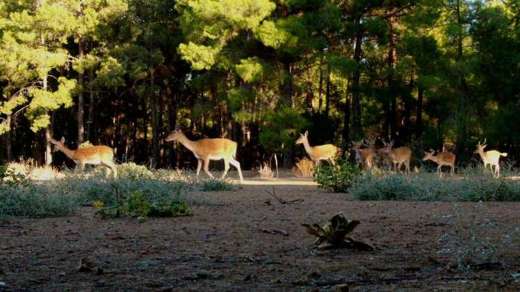 <p>Doğa Koruma ve Milli Parklar 6. B&ouml;lge M&uuml;d&uuml;rl&uuml;ğ&uuml;n&uuml;n paylaştığı verilere g&ouml;re, d&uuml;nyadaki genetiği bozulmamış olarak tek saf ırkın T&uuml;rkiye&rsquo;de bulunduğu alageyikler, D&uuml;zler&ccedil;amında bulunan Eşenadası Alageyik &Uuml;retme İstasyonunda doğal alanda &uuml;retiliyor ve &uuml;lkedeki diğer yaşam alanlarına yerleştiriliyor.</p>
