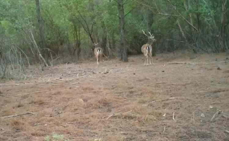 <p>2011 yılından bu yana istasyondan Aydın Dilek Yarımadası Milli Parkına 22, Muğla K&ouml;yceğiz Yaban Hayatı Geliştirme Sahasına 28 ve son olarak Manavgat Beydiğin-Kapan B&ouml;lgesine 2020 yılı yerleştirme programı kapsamında Nisan-Mayıs aylarında 14 erkek, Kasım ayında ise 11 dişi olmak &uuml;zere toplam 25 alageyik taşındı.</p>
