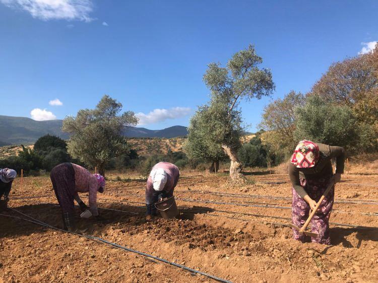 <p>"Muğla salep için bir gen bankası"<br />
<br />
Muğla Salep Üreticileri Birliği Başkanı Enise Soykan ise 10 yıl görev yaptığı bankadaki işini bırakarak Milas'ta salep üretmeye başladığını dile getirdi.<br />
<br />
Kiraladığı arazide 2 yıldır üretim yaptığını aktaran Soykan, ilde 75 tür salep yumrusu bulunduğunu ve bunların 16'sının neslinin tükenmek üzere olduğunu vurguladı.</p>