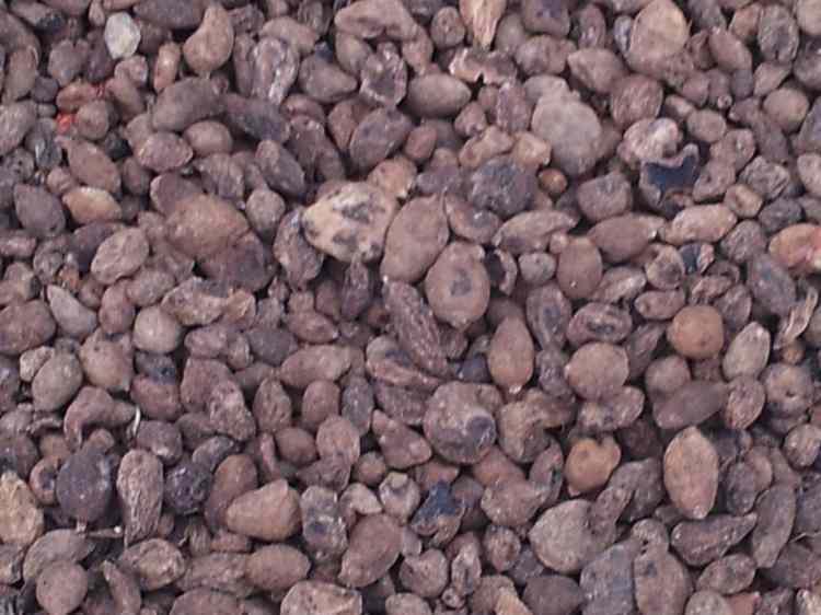 <p>Türkiye'nin yıllık ortalama 45 ton salep ihtiyacı olduğunu belirten Soykan, "Ülkemizdeki salep üretiminin yüzde 55'i Muğla, Aydın ve Antalya'da gerçekleşiyor. Muğla ise salep için bir gen bankası niteliğinde. Bölgemizdeki endemik türlerin üretime katılarak, doğru üretim şeklini gerçekleştirerek artmasını istiyoruz." ifadelerini kullandı.</p>