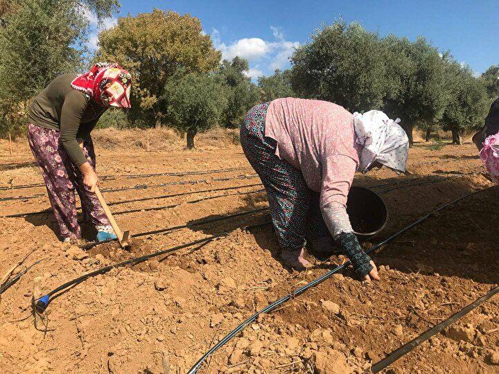 <p>"Kilogramını 400 ila 500 liraya satıyoruz"<br />
<br />
Milas ilçesinden tarla alan Tayfun Orhun da Ankara'nın yoğunluğundan kaçıp kente geldiğini ve salep üretmeye başladığını söyledi.<br />
<br />
Muğla'nın toprak yapısı ve iklimi bakımından salep için en uygun yer olduğunu anlatan Orhun, üretimin ve gelirin tatmin edici olduğunu ifade etti.</p>
<p>Cemile Karabacak, Milas'ta 3 yıldır üretim yaptığını ve elde ettiği gelir dolayısıyla mutlu olduğunu kaydetti.<br />
<br />
Salebin kilogramını 400 ila 500 liraya sattıklarını belirten Karabacak, "Yapmak isteyen herkese bu işi öneriyorum. Bir dönüm alandan yaklaşık 250 kilogram ürün bekliyorum." dedi.</p>