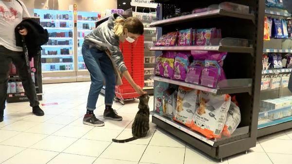 <p>Kadıköy'deki bir markete giren 'Nokta' isimli kedi, mamaların bulunduğu reyon önünde dikkat çekici hareketler yaparak adeta zorla mama aldırıyor. </p>
